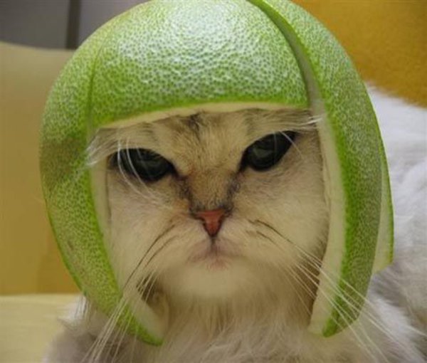 A photo of a cat with a lime on its head